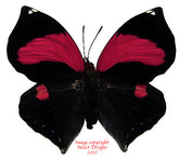 Siderone galanthis (Peru) A-